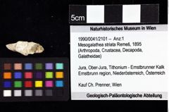 Foto (Objket + Etiketten) von Mesogalathea striata (Remeš, 1895) 